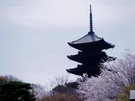 東寺の五重塔と桜の写真 東寺の五重塔と桜の写真の写真