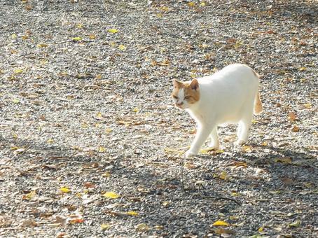 歩く猫 猫,風景,穏やかの写真素材