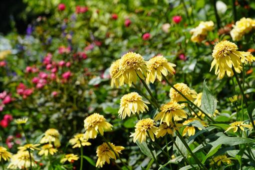 エキナセア エキナセア エキナセア,花,黄色の写真素材