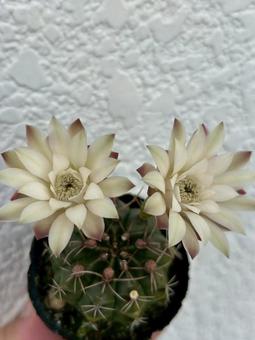 Photo, cactus, succulent plants, green, 