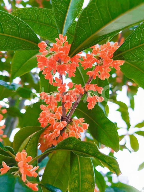 金木犀(接写) キンモクセイ,花,屋外の写真素材