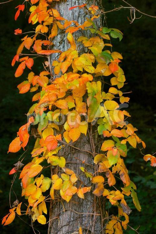 秋、紅葉して色づいた木々の葉 紅葉,もみじ,秋の写真素材