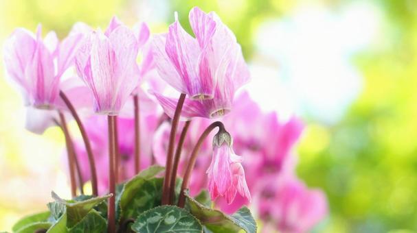 シクラメン-147 シクラメン,ガーデンシクラメン,クレヨンの写真素材