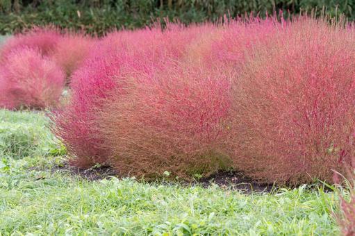 色づくコキアが並ぶ秋の庭園 コキア,秋,赤の写真素材