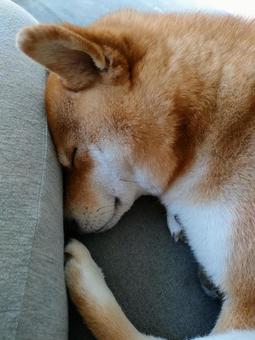 ソフィアに頭を押し付けて眠る柴犬 犬,柴犬,シバの写真素材