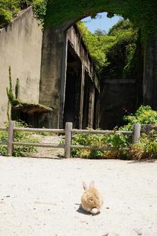 広島 大久野島 毒ガス貯蔵庫跡とうさぎ2 広島 大久野島 毒ガス貯蔵庫跡とうさぎ2 うさぎ,毒ガス貯蔵庫跡,貯蔵庫跡の写真素材