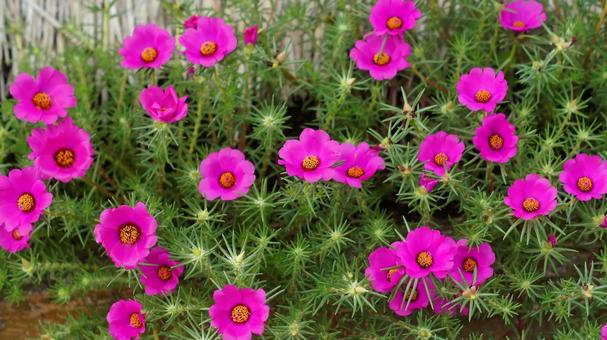 夏の花-311 夏の花-311の写真