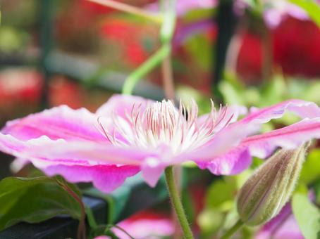 クレマチスの花 クレマチスの花の写真
