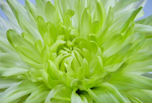 綺麗な緑色の菊の花 綺麗な緑色の菊の花の写真