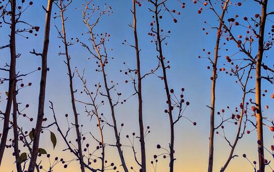 壁紙模様　シベリアンクラブ 壁紙,模様,パターンの写真素材