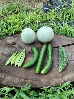 夏野菜の収獲 夏野菜の収獲 夏野菜,収獲,野菜の写真素材