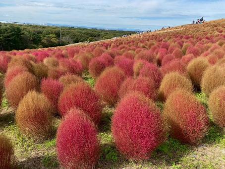 コキア コキア,鮮やか,赤の写真素材