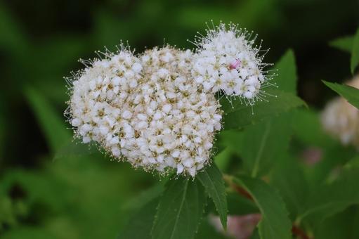 白い花びらのシモツケの花のアップ 白い,花びら,シモツケの写真素材