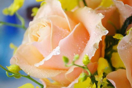 orange rose03 orange rose03の写真