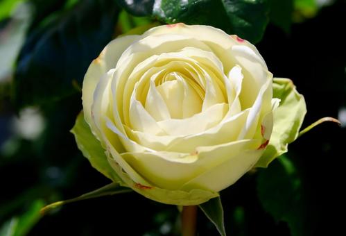 薔薇　ミントティー 薔薇,ミントティー,花の写真素材