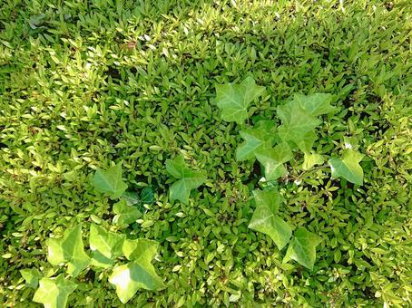 グリーンの写真