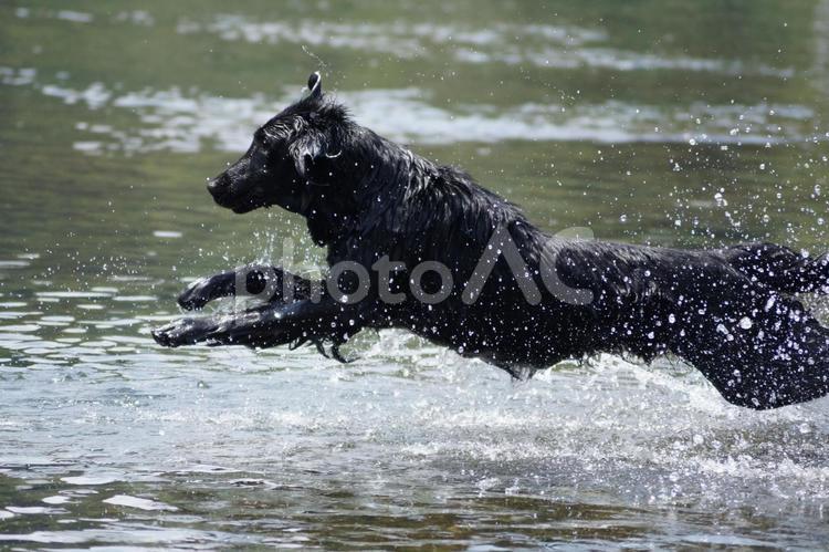 SPLASH!! 犬,大型犬,レトリーバーの写真素材