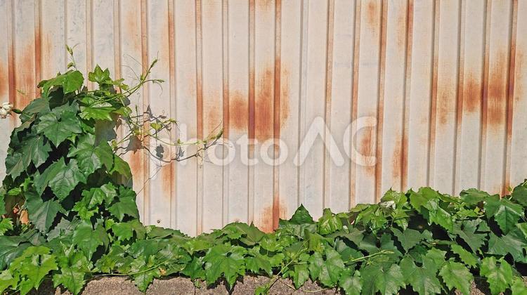 古びた壁と緑・その2 古い,壁,緑の写真素材