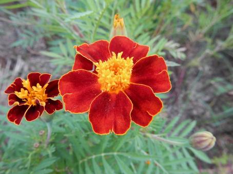 【花の写真】マリーゴールド 【花の写真】マリーゴールドの写真