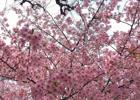 桜 桜の写真