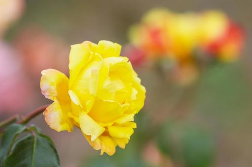 薔薇の花 薔薇の花の写真