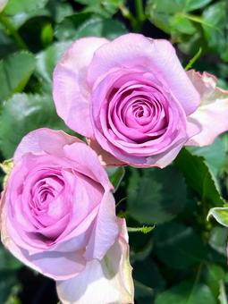 パープルのバラ パープルのバラ バラ,切り花,パープルの写真素材