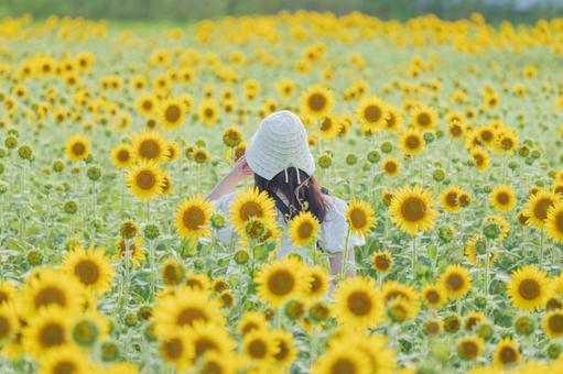 ひまわり畑 ひまわり畑の写真