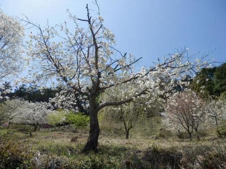 一本の桜の木 さくら,ピンク,春の写真素材