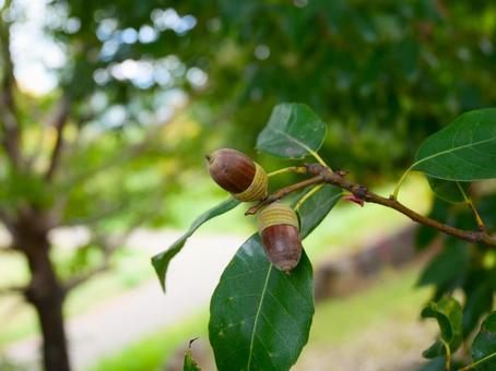 木になるどんぐり.1 どんぐり,秋,木の実の写真素材