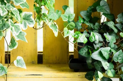 アイビーと古い黄色の棚 アイビー,葉っぱ,グリーンの写真素材