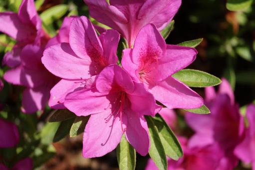 濃いピンクのつつじの花のアップ 濃い,ピンク,つつじの写真素材