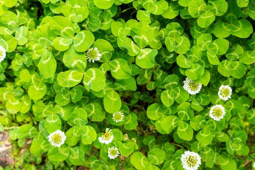 クローバー クローバー クローバー,植物,シロツメクサの写真素材