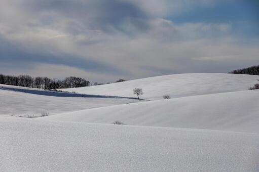 連なる雪の丘に立つ大樹と雄大な冬の牧場 牧場,冬,丘の写真素材