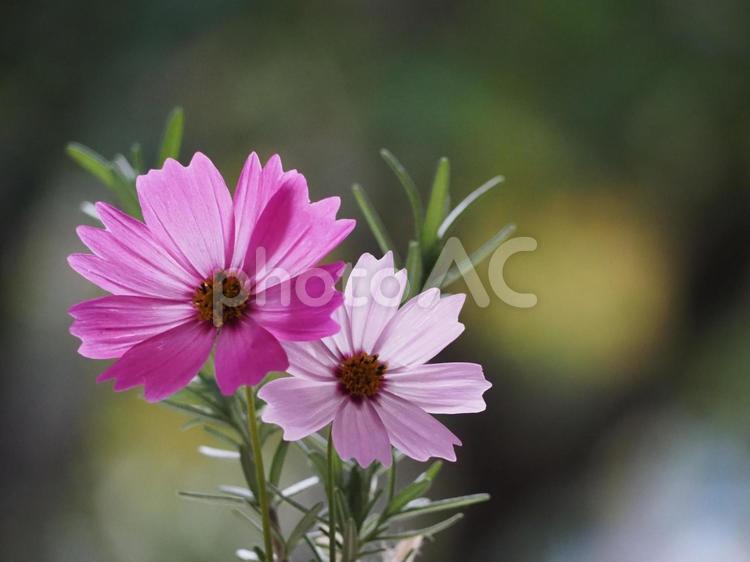 ピンクのコスモスとローズマリー① 花,秋桜,コスモスの写真素材