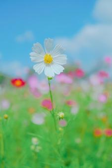 コスモス コスモスの写真