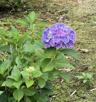 紫陽花一輪 紫陽花一輪の写真
