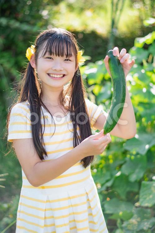 きゅうりを持つ子供 きゅうり,収穫,新鮮の写真素材