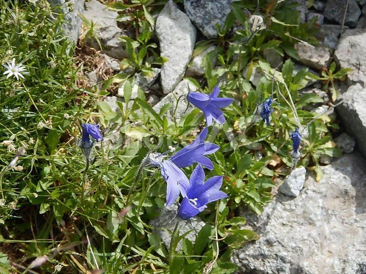 イワギキョウの花 植物,花,高山植物の写真素材