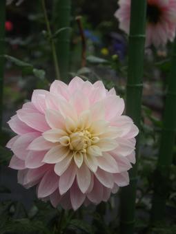 ダリア flower,ダリア,花の写真素材