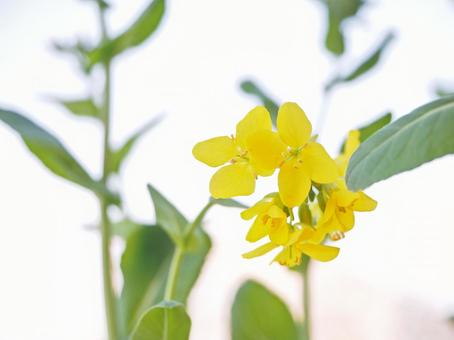 菜の花 菜の花の写真