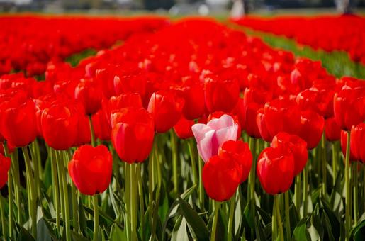 tulip fields, JPG