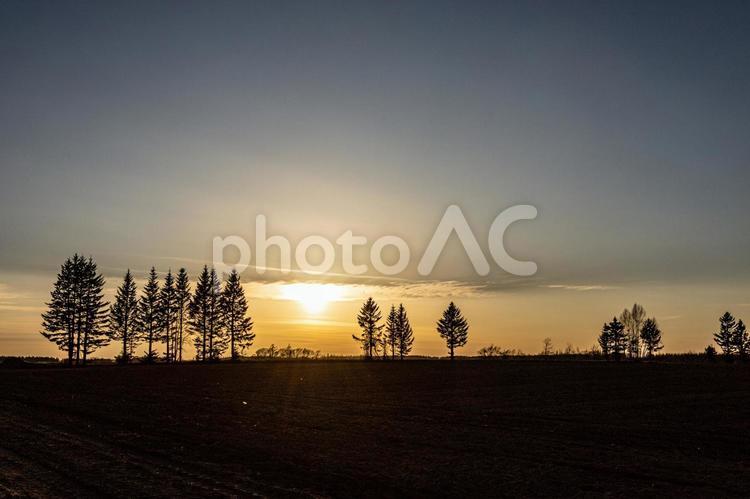 秋の夕陽と並木 北海道,夕焼け,夕陽の写真素材