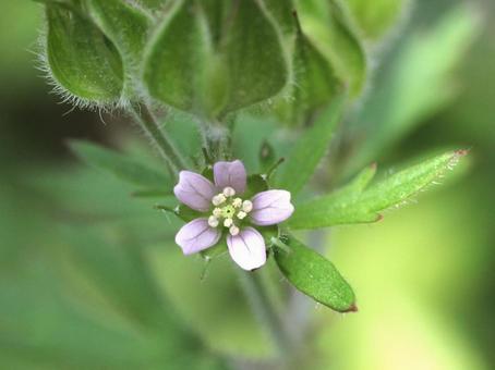 アメリカフウロ 花,紫,ピンクの写真素材