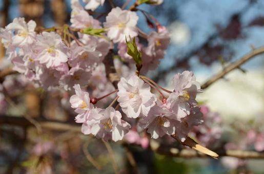 桜 花びら 花見 春 新生活 素材 背景 桜 花びら 花見 春 新生活 素材 背景の写真
