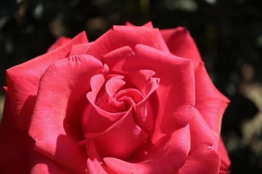 バラ園にて赤い薔薇を撮影した写真 バラ園にて赤い薔薇を撮影した写真の写真