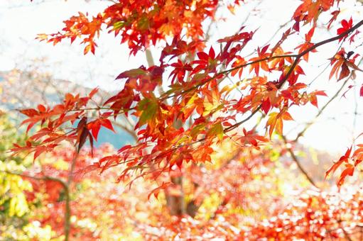 赤が映える季節 赤,秋,紅葉の写真素材