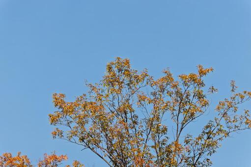 秋の青空と色づく葉 樹木,葉,紅葉の写真素材