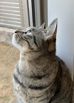 猫の横顔 ネコの目,動物,かわいいの写真素材