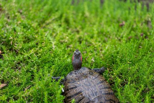 草むらを歩くアカミミガメ カメ,亀,アカミミガメの写真素材