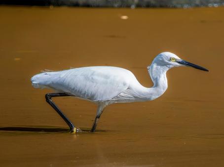 水辺のコサギ 水辺のコサギ コサギ,鳥,野鳥の写真素材